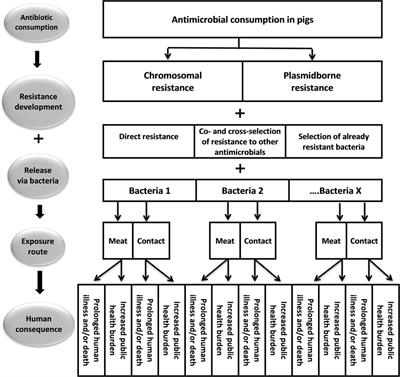 Assessment of the Risk to Public Health due to Use of Antimicrobials in Pigs—An Example of Pleuromutilins in Denmark